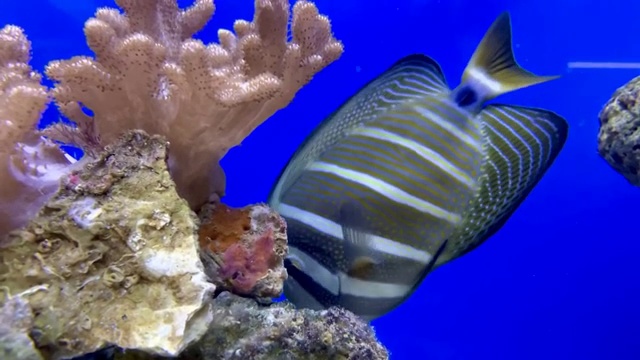 水族箱里游泳觅食的热带鱼视频素材