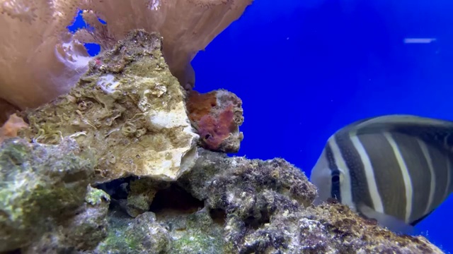 水族箱里游泳觅食的热带鱼视频素材