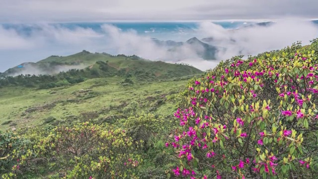 4K30P高原杜鹃花山坡云雾延时视频素材