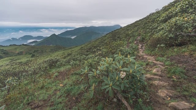 4K30P华尖山雨季云雾杜鹃花灌木植物山坡延时视频素材