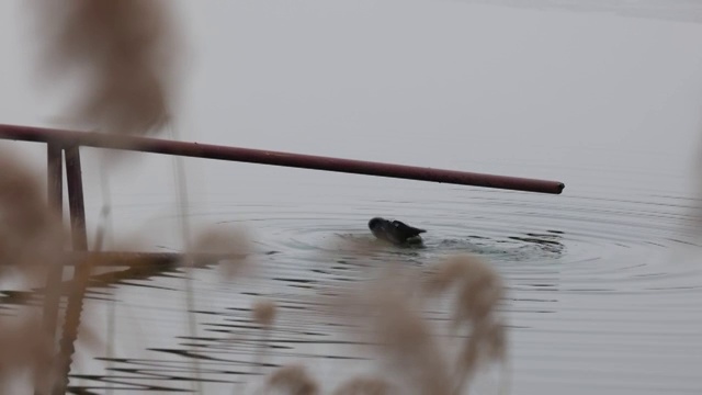 圆明园福海冬日黑水鸡戏水视频素材