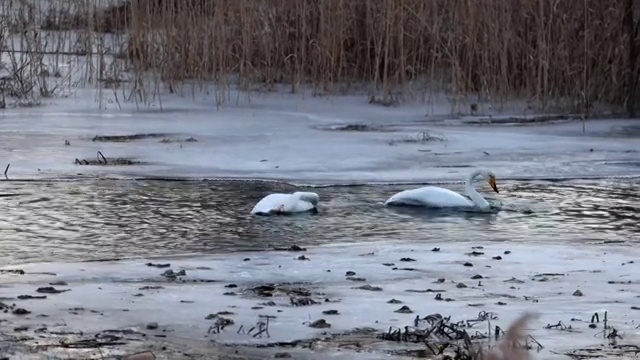 冬日怀柔水库“天鹅湖”视频素材