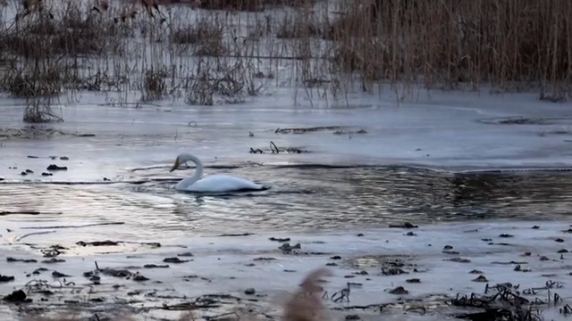 冬日怀柔水库“天鹅湖”视频素材