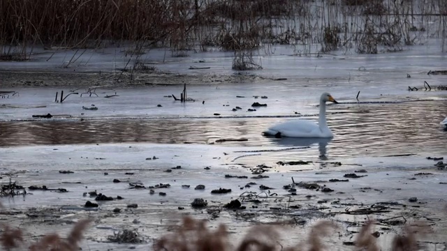 冬日怀柔水库“天鹅湖”视频素材