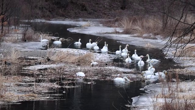 冬日怀柔水库“天鹅湖”视频素材