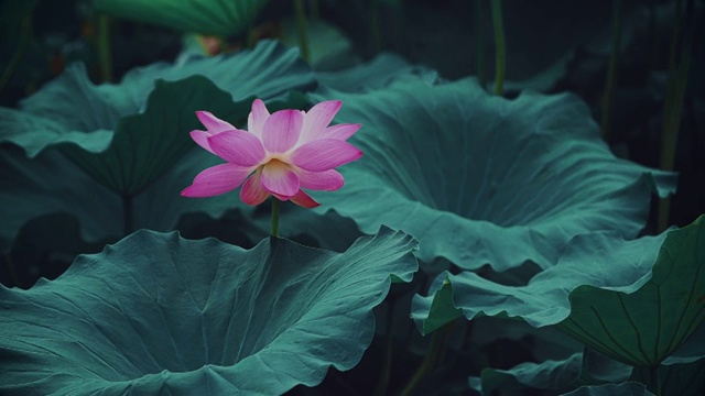 荷花,睡莲,花簇,清新,特写，古风视频素材