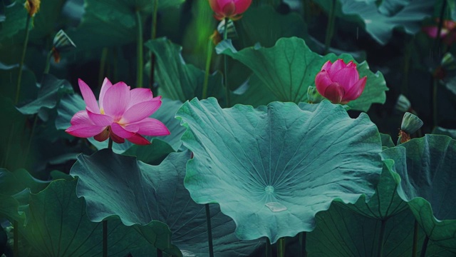 荷花,睡莲,花簇,清新,特写，古风视频素材