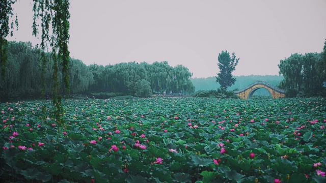 荷花,睡莲,花簇,清新,特写，古风视频素材