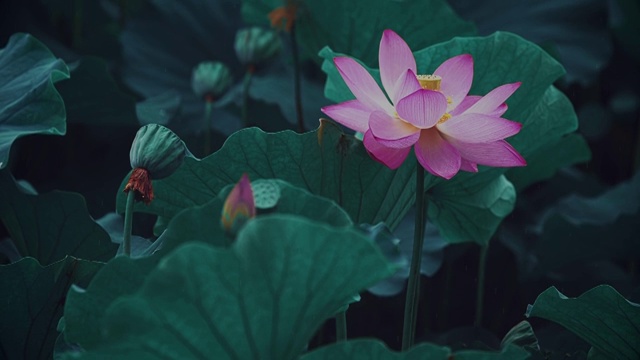 荷花,睡莲,花簇,清新,特写，古风视频下载