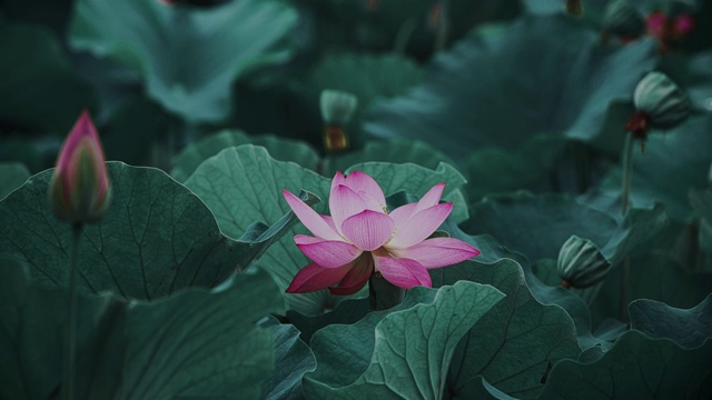 荷花,睡莲,花簇,清新,特写，古风视频素材