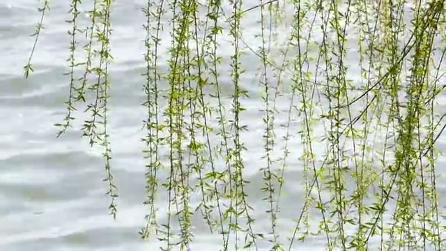 湖边垂柳随风飘舞视频素材