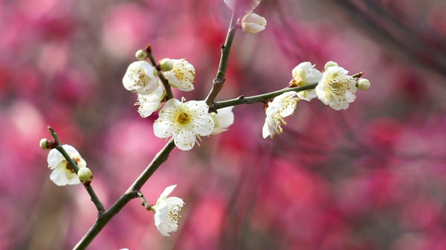 初春时节盛开的梅花视频素材