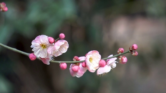 初春时节盛开的梅花视频素材