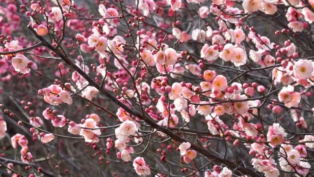 初春时节盛开的梅花视频素材