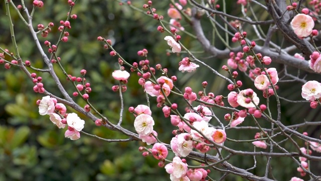 初春时节盛开的梅花视频素材