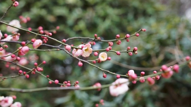 初春时节盛开的梅花视频素材