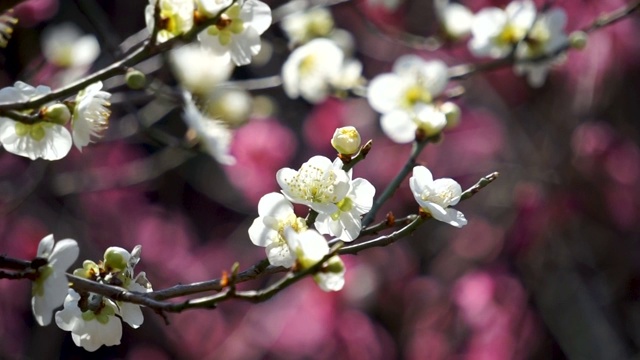 初春时节盛开的梅花视频素材