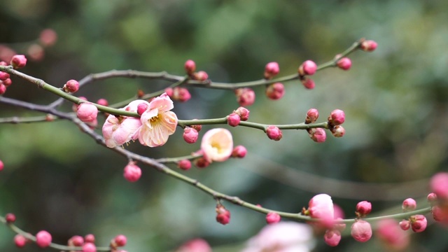 初春时节盛开的梅花视频素材