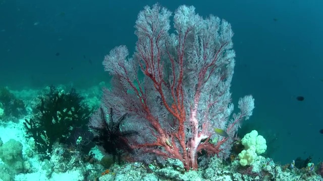 水下摄影神奇神秘的海底世界视频素材