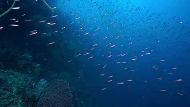 水下摄影神奇神秘的海底世界视频素材