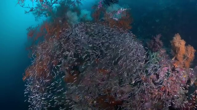 水下摄影神奇神秘的海底世界视频素材