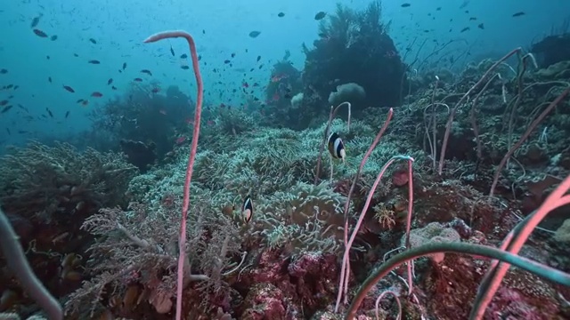 水下摄影神奇神秘的海底世界视频素材