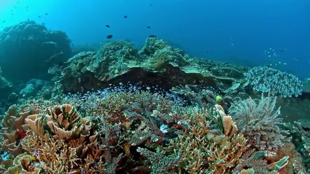 水下摄影神奇神秘的海底世界视频素材