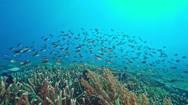 水下摄影神奇神秘的海底世界视频素材