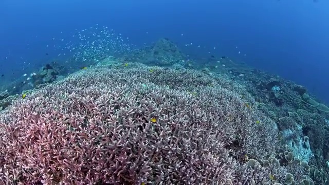 水下摄影神奇神秘的海底世界视频素材