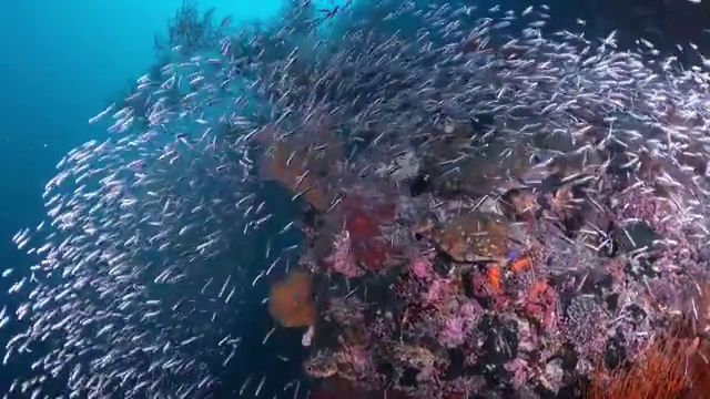 水下摄影神奇神秘的海底世界视频素材