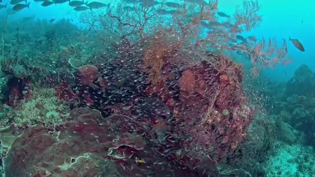 水下摄影海底世界石斑鱼在珊瑚从中捕食鱼苗视频素材