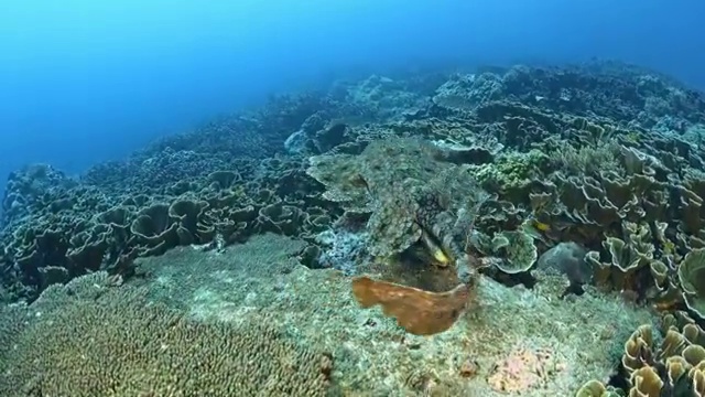 水下摄影神奇神秘的海底世界须鲨视频素材