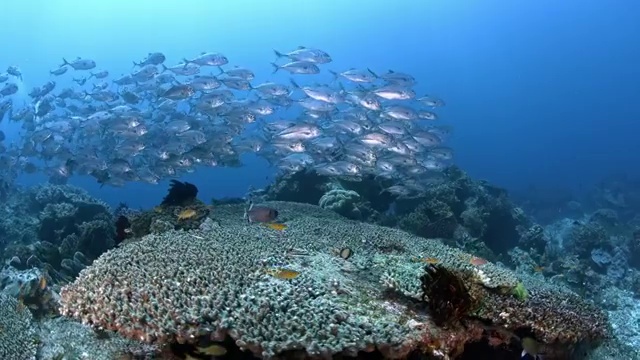 水下摄影神奇神秘的海底世界杰克鱼群视频素材