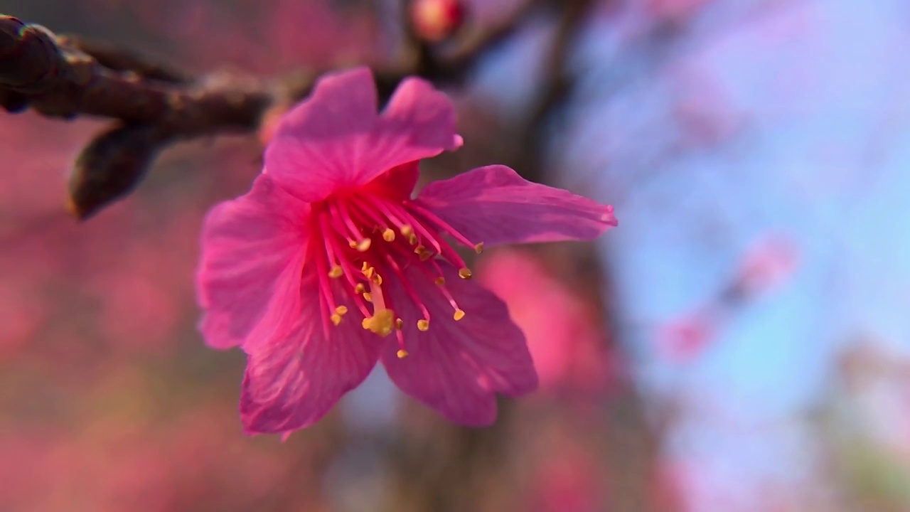 紫红色樱花花朵视频素材