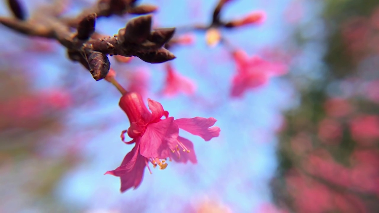 紫红色樱花花朵视频素材