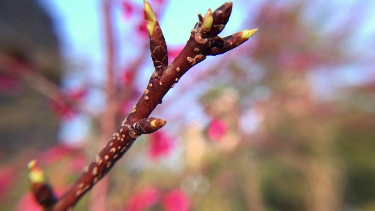 紫红色樱花芽孢视频素材