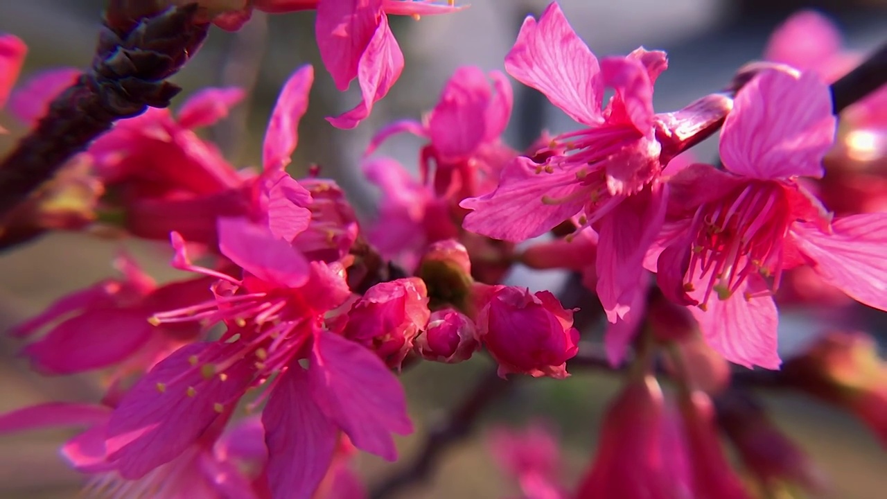 紫红色樱花花朵视频素材