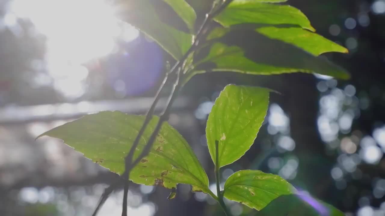 斑驳的阳光透过叶子视频素材