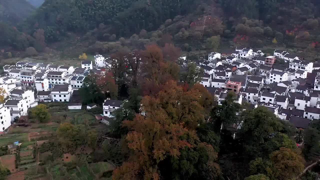 江西婺源石城红叶风景区航拍视频视频素材