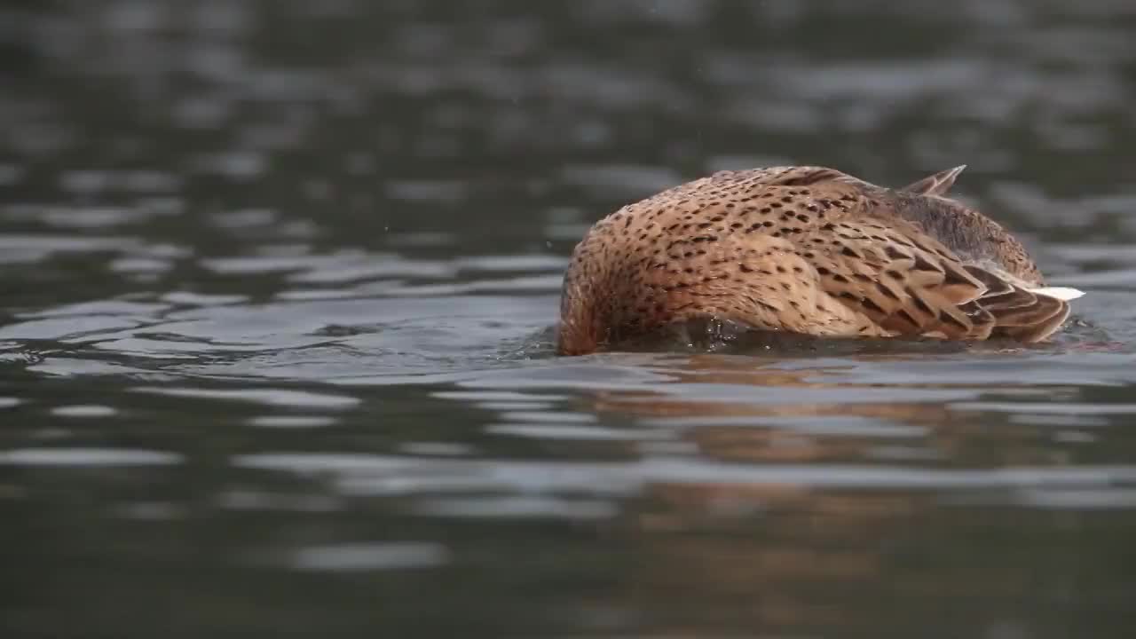 重庆綦河映春光 生态和谐鸟天堂视频下载