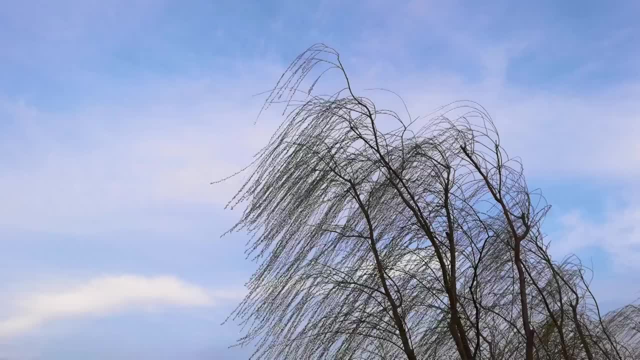 随风飘舞的柳枝视频素材