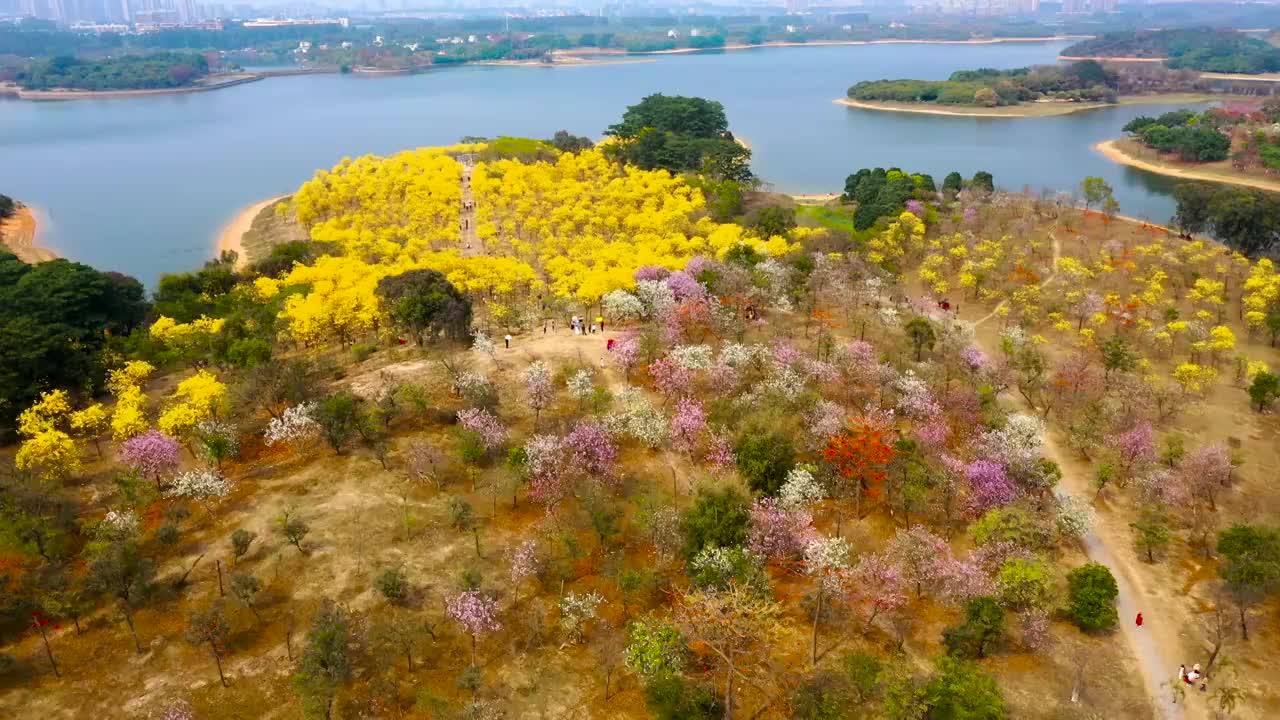 航拍东莞松山湖黄花风铃木花海视频素材