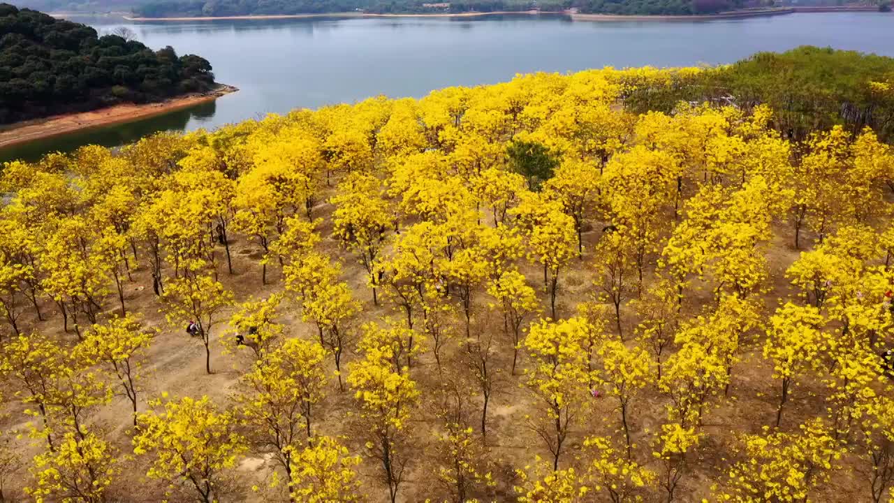 航拍东莞松山湖黄花风铃木花海视频素材