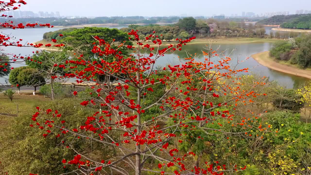 航拍木棉花视频素材