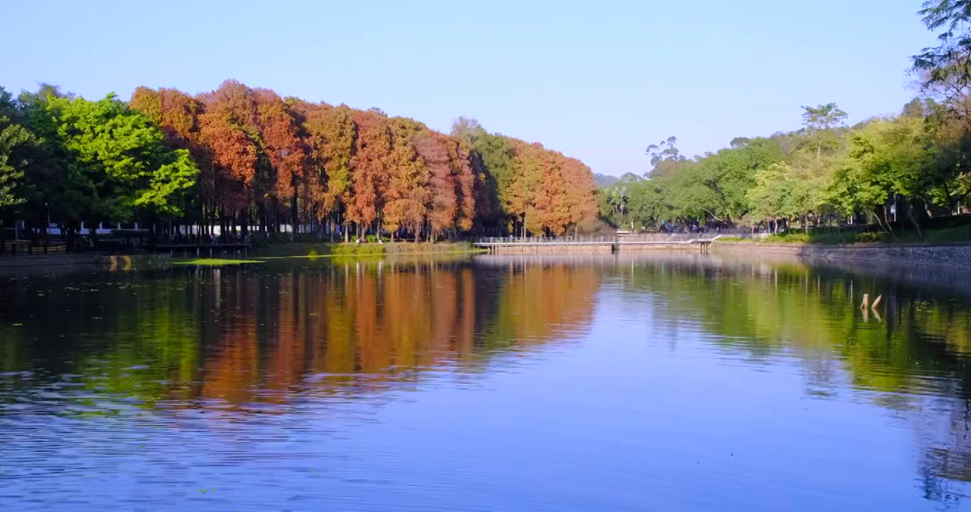 中国广州麓湖公园湖边树林秋色全景视频素材