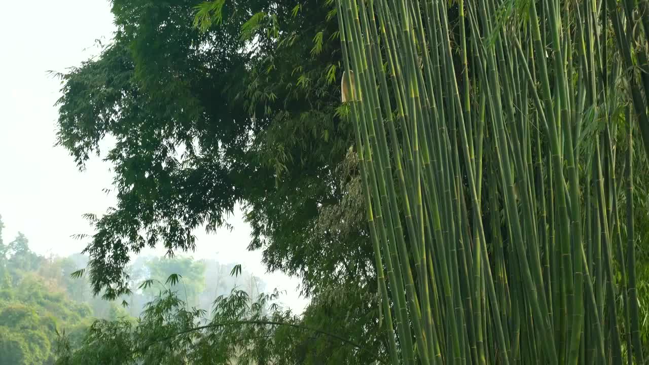 bamboo forest 竹林视频素材