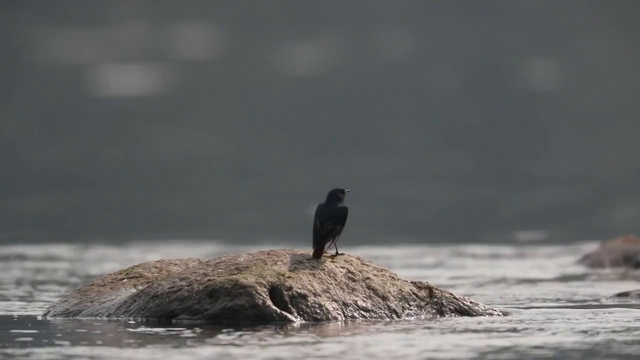 重庆綦河：鸟类乐园视频素材