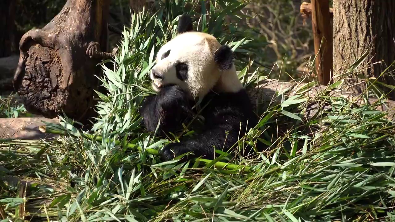 成都大熊猫繁育研究基地大熊猫啃竹子视频下载