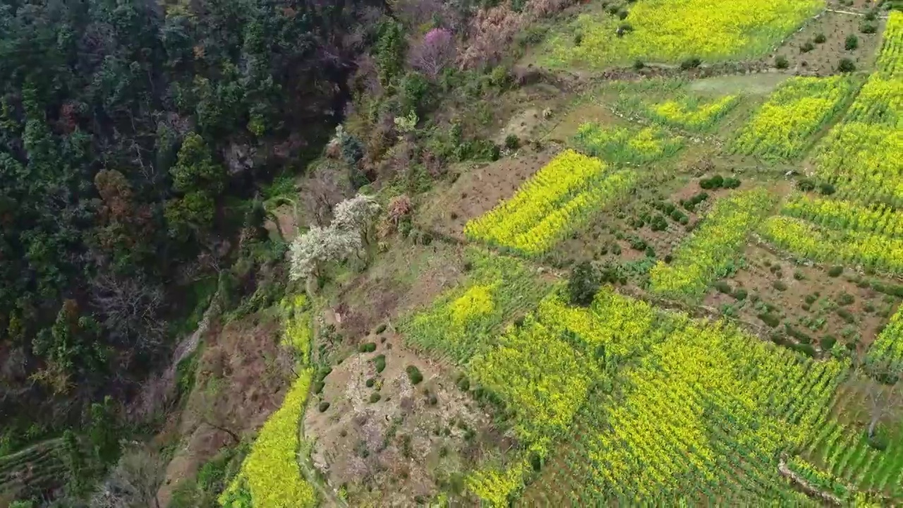 航拍安徽皖南绩溪土楼古村落油菜花视频素材