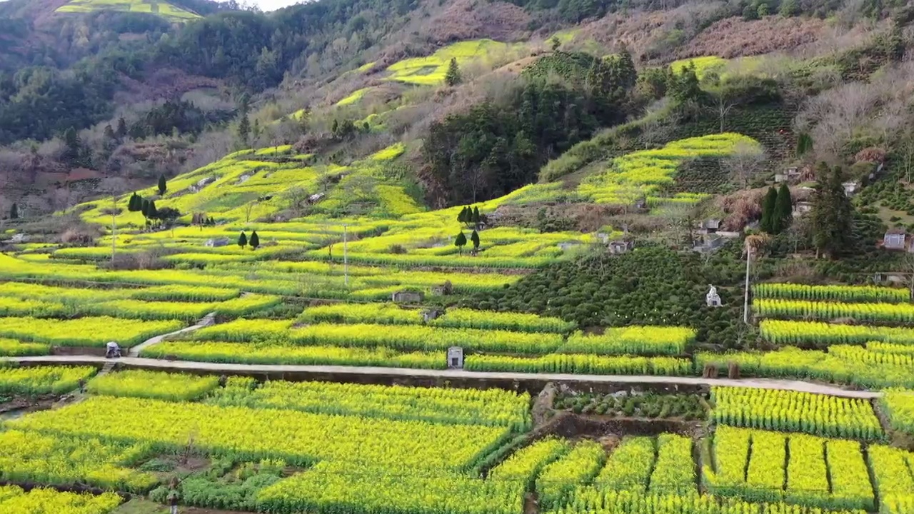 安徽黄山歙县春季自然风光油菜花视频素材